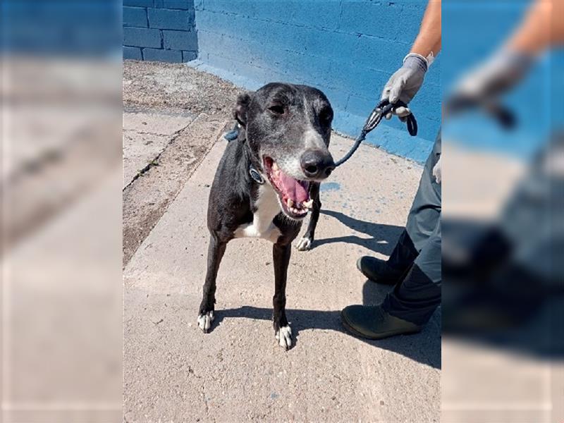 Denver, aufgeschlossener ruhiger Greyhound hofft auf seine Familie