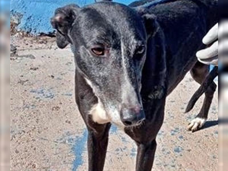 Denver, aufgeschlossener ruhiger Greyhound hofft auf seine Familie