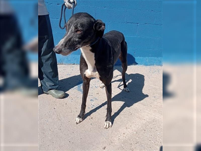 Denver, aufgeschlossener ruhiger Greyhound hofft auf seine Familie