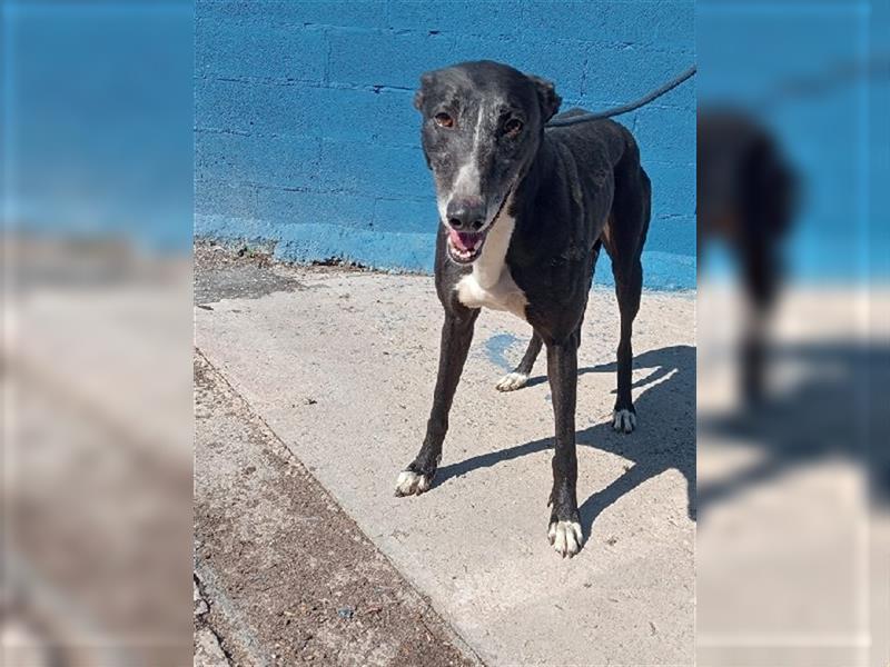 Denver, aufgeschlossener ruhiger Greyhound hofft auf seine Familie