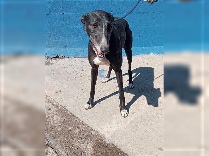 Denver, aufgeschlossener ruhiger Greyhound hofft auf seine Familie