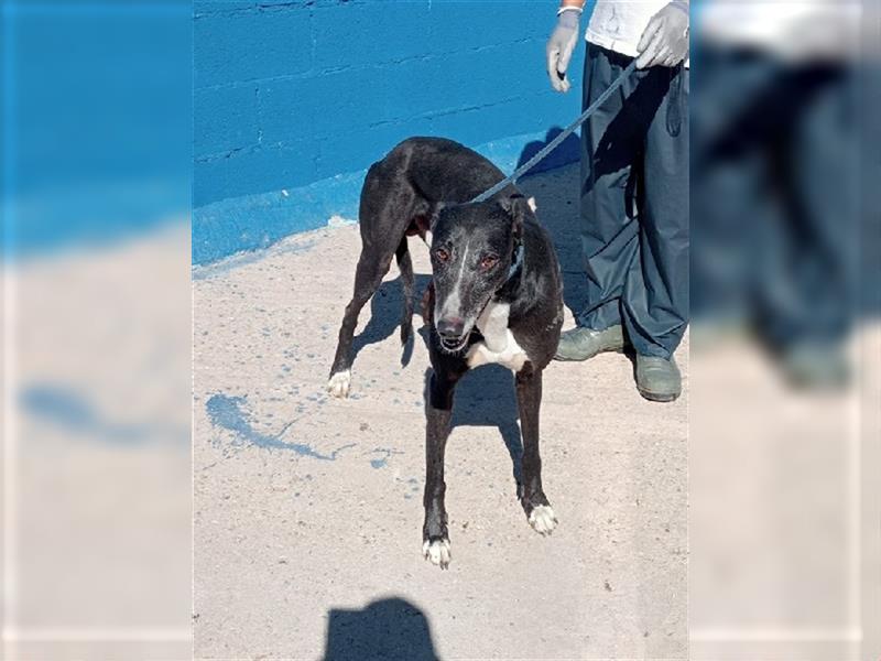 Denver, aufgeschlossener ruhiger Greyhound hofft auf seine Familie