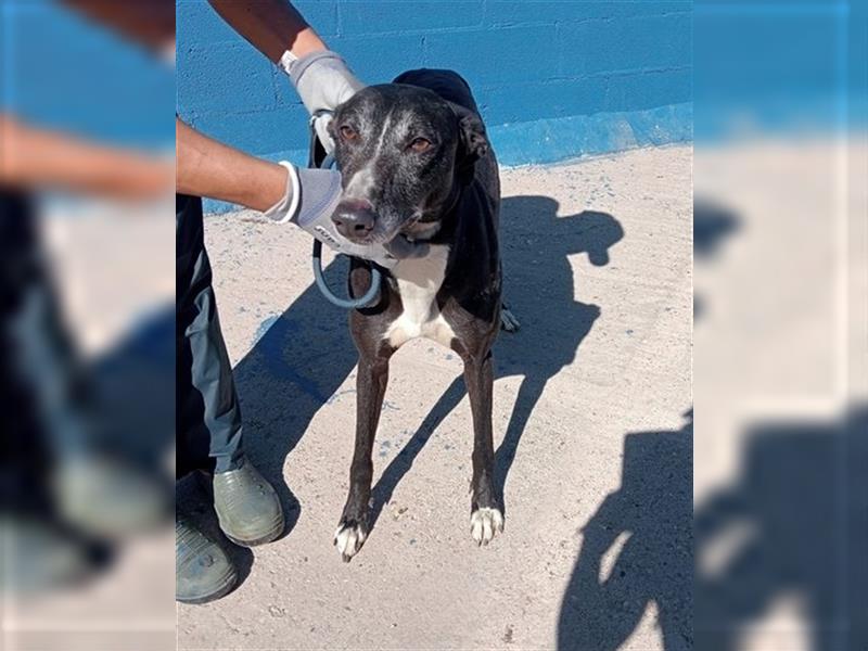 Denver, aufgeschlossener ruhiger Greyhound hofft auf seine Familie