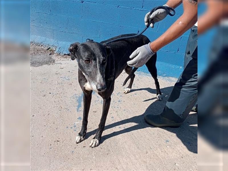 Denver, aufgeschlossener ruhiger Greyhound hofft auf seine Familie