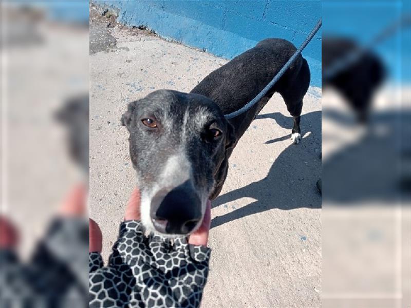 Denver, aufgeschlossener ruhiger Greyhound hofft auf seine Familie