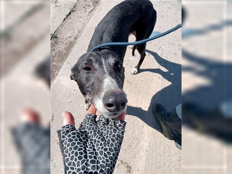 Denver, aufgeschlossener ruhiger Greyhound hofft auf seine Familie