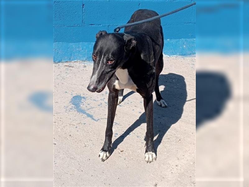 Denver, aufgeschlossener ruhiger Greyhound hofft auf seine Familie