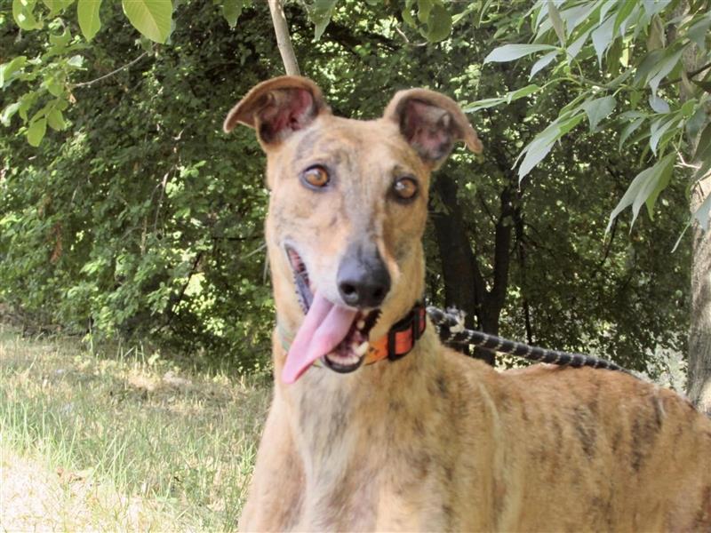 Joshua - sanfter Goldjunge, Greyhoundfans gesucht!