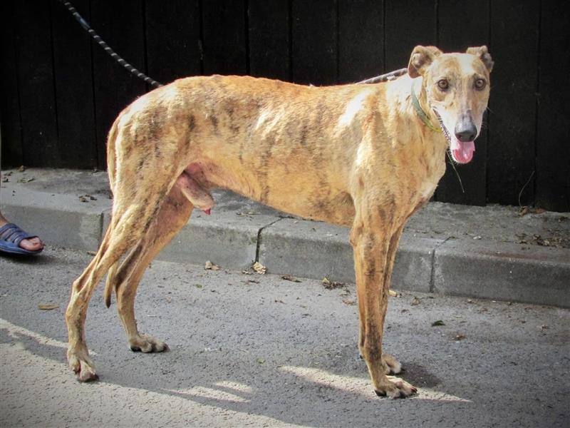 Joshua - sanfter Goldjunge, Greyhoundfans gesucht!