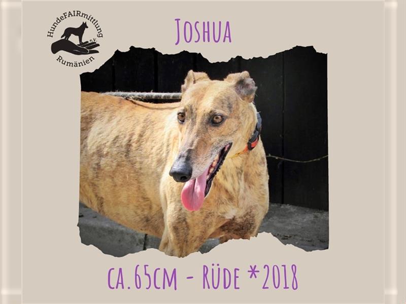 Joshua - sanfter Goldjunge, Greyhoundfans gesucht!