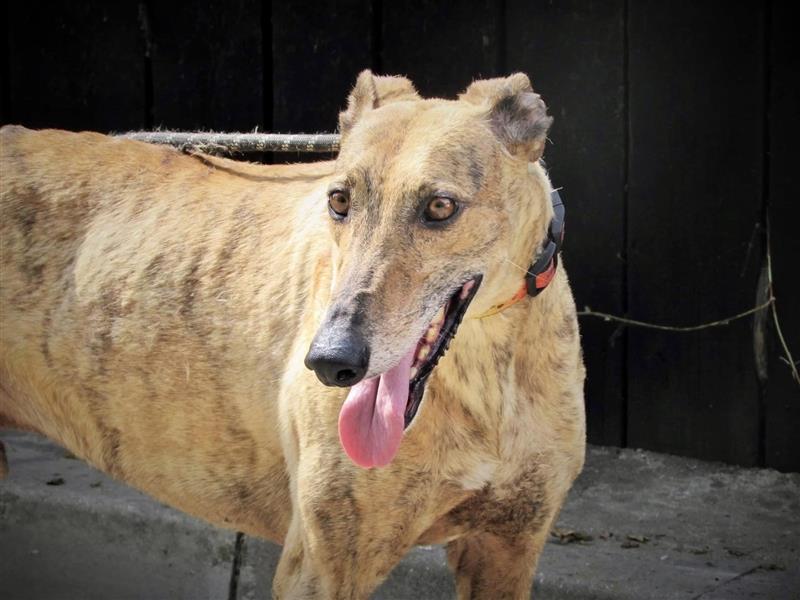 Joshua - sanfter Goldjunge, Greyhoundfans gesucht!