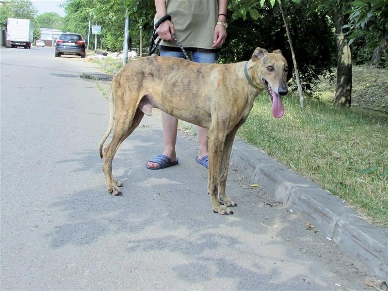 Joshua - sanfter Goldjunge, Greyhoundfans gesucht!