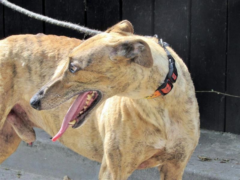 Joshua - sanfter Goldjunge, Greyhoundfans gesucht!