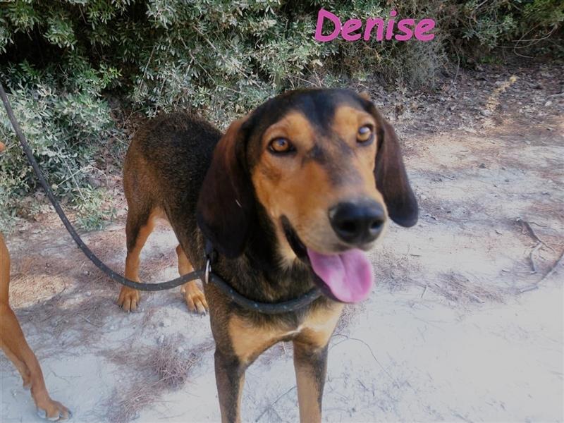 Denise 06/2022 (GRC Pflegestelle) - ausgeglichene und sanfte Griechische Jagdhhund Mix Dame!