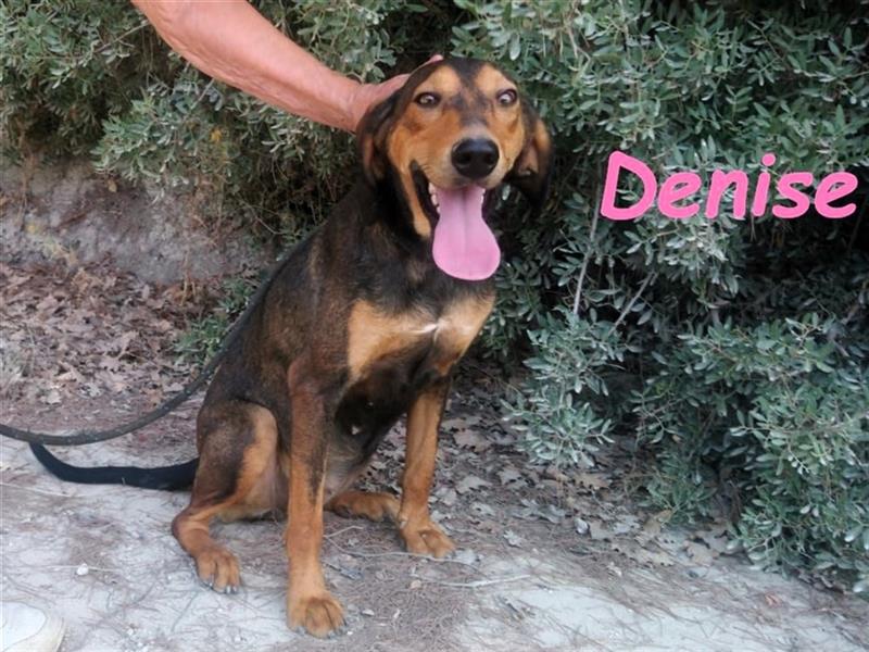 Denise 06/2022 (GRC Pflegestelle) - ausgeglichene und sanfte Griechische Jagdhhund Mix Dame!