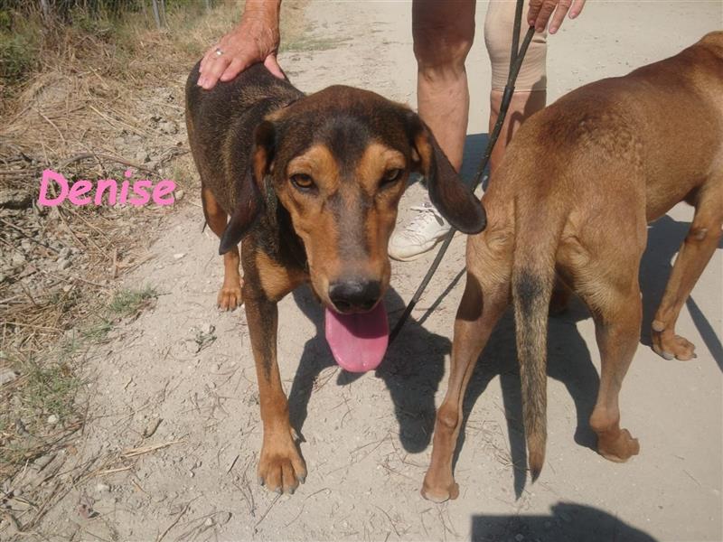 Denise 06/2022 (GRC Pflegestelle) - ausgeglichene und sanfte Griechische Jagdhhund Mix Dame!