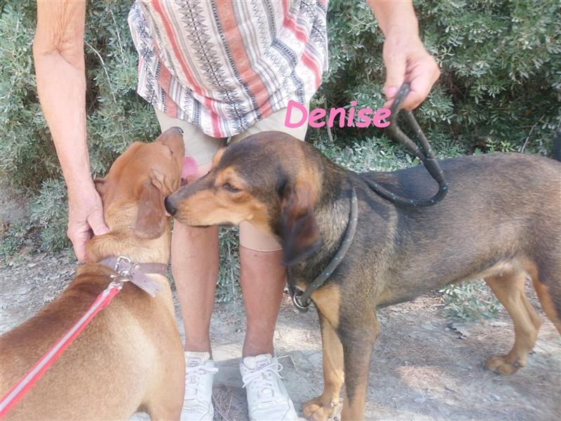 Denise 06/2022 (GRC Pflegestelle) - ausgeglichene und sanfte Griechische Jagdhhund Mix Dame!