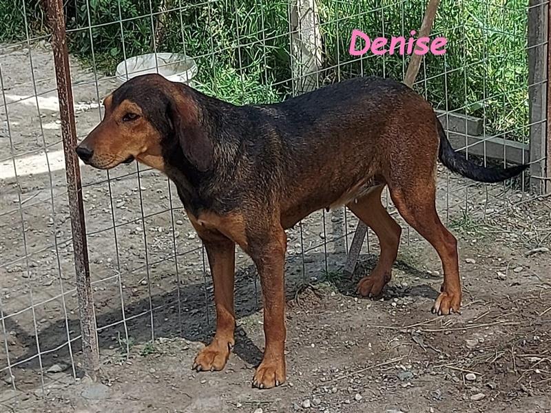 Denise 06/2022 (GRC Pflegestelle) - ausgeglichene und sanfte Griechische Jagdhhund Mix Dame!