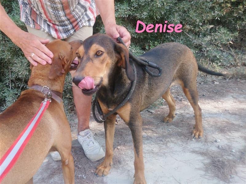 Denise 06/2022 (GRC Pflegestelle) - ausgeglichene und sanfte Griechische Jagdhhund Mix Dame!