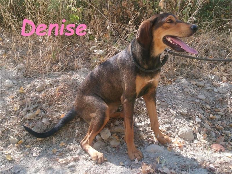 Denise 06/2022 (GRC Pflegestelle) - ausgeglichene und sanfte Griechische Jagdhhund Mix Dame!