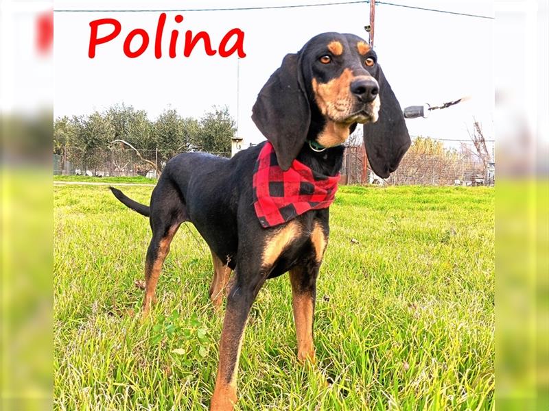 Polina 12/2021 (GRC) - wunderschöne, ruhige und zärtliche Griechische Bracke Hündin!