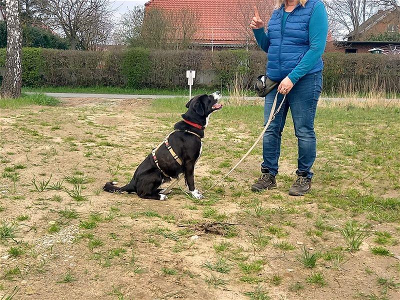 zauberhafte griech. Hirtenhündin "Lexa" sucht ein Zuhause