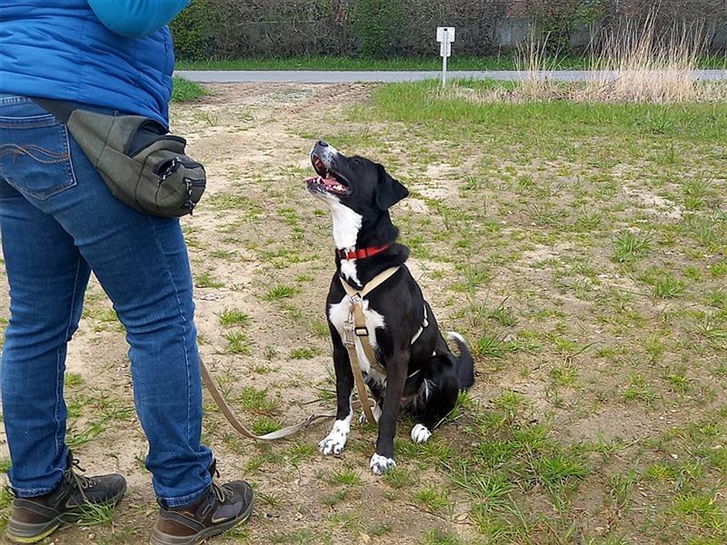 zauberhafte griech. Hirtenhündin "Lexa" sucht ein Zuhause