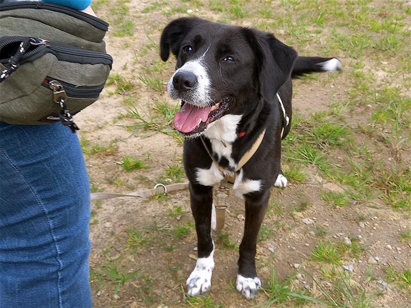 zauberhafte griech. Hirtenhündin "Lexa" sucht ein Zuhause