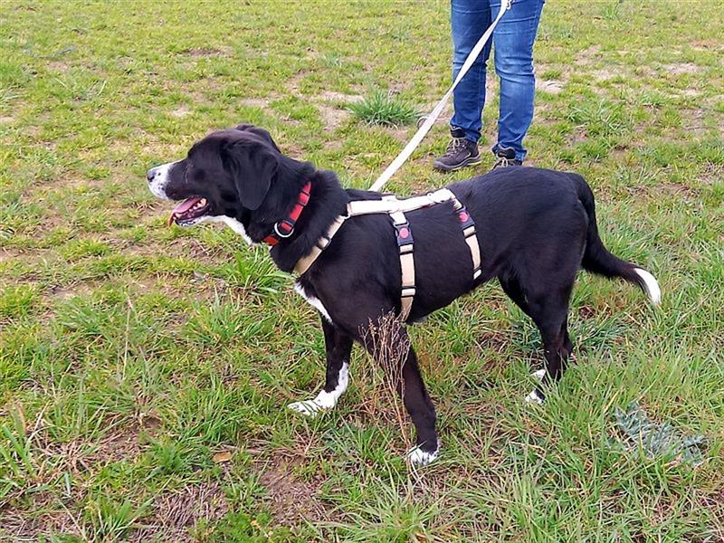 zauberhafte griech. Hirtenhündin "Lexa" sucht ein Zuhause