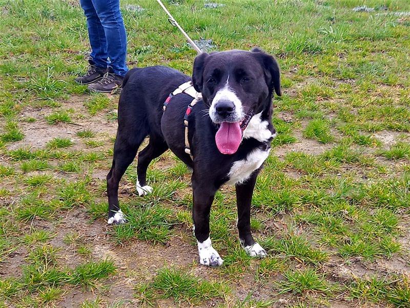 zauberhafte griech. Hirtenhündin "Lexa" sucht ein Zuhause