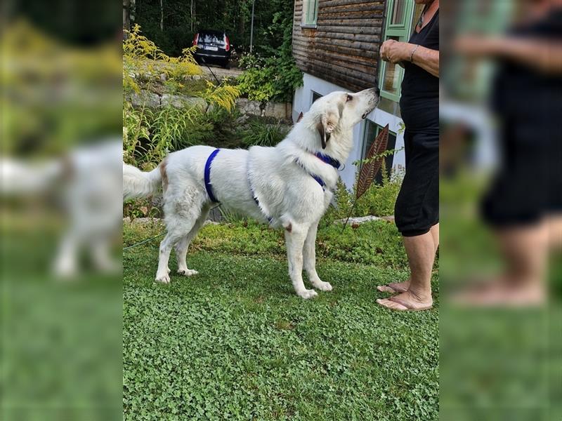 Jannis, lieber Hütehund, sozial und katzenverträglich sucht Traumplatz