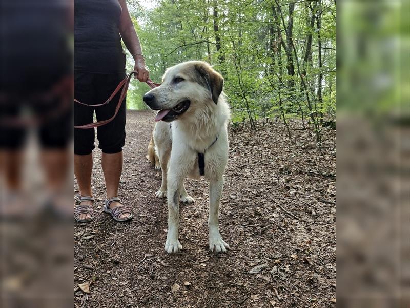 Jannis, lieber Hütehund, sozial und katzenverträglich sucht Traumplatz