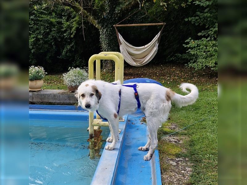 Jannis, lieber Hütehund, sozial und katzenverträglich sucht Traumplatz