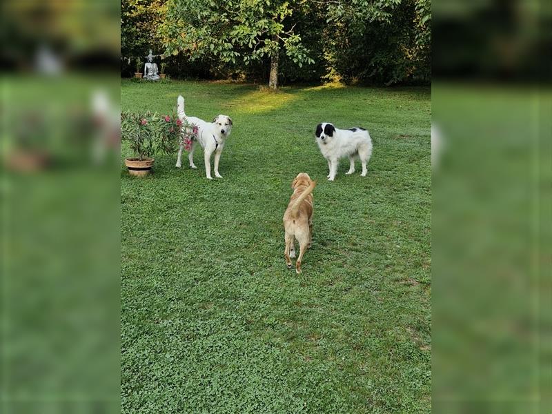 Jannis, lieber Hütehund, sozial und katzenverträglich sucht Traumplatz