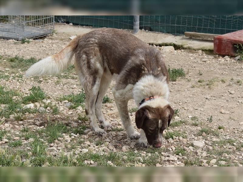 Stephan - Ein hoffnungsvoller Hund sucht sein Zuhause