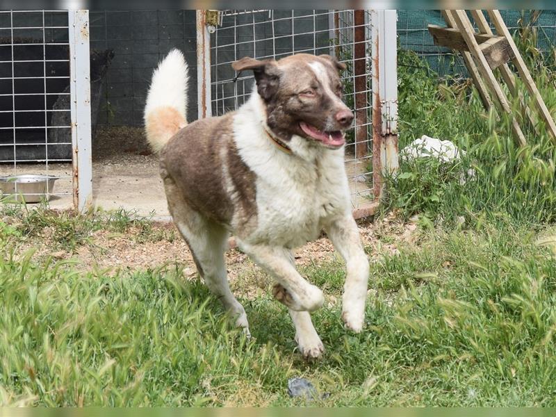 Stephan - Ein hoffnungsvoller Hund sucht sein Zuhause