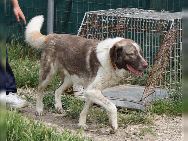 Stephan - Ein hoffnungsvoller Hund sucht sein Zuhause