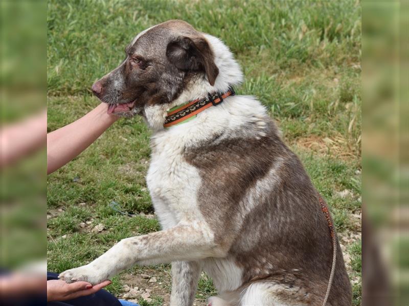 Stephan - Ein hoffnungsvoller Hund sucht sein Zuhause