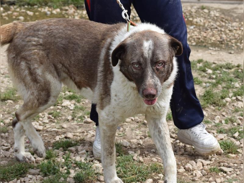 Stephan - Ein hoffnungsvoller Hund sucht sein Zuhause