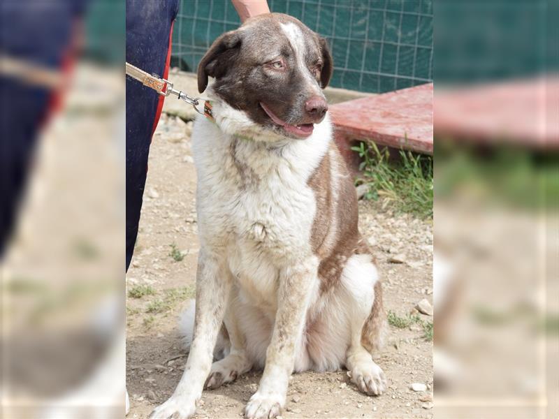 Stephan - Ein hoffnungsvoller Hund sucht sein Zuhause