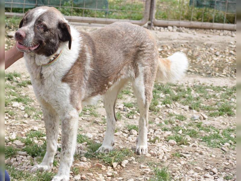 Stephan - Ein hoffnungsvoller Hund sucht sein Zuhause