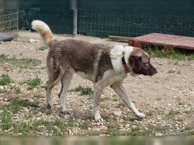 Stephan - Ein hoffnungsvoller Hund sucht sein Zuhause