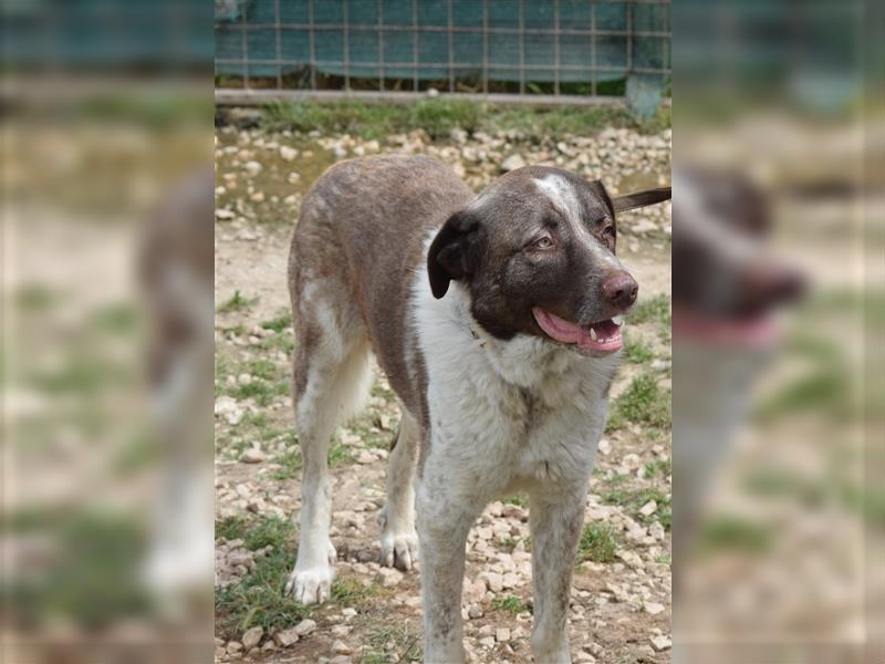 Stephan - Ein hoffnungsvoller Hund sucht sein Zuhause