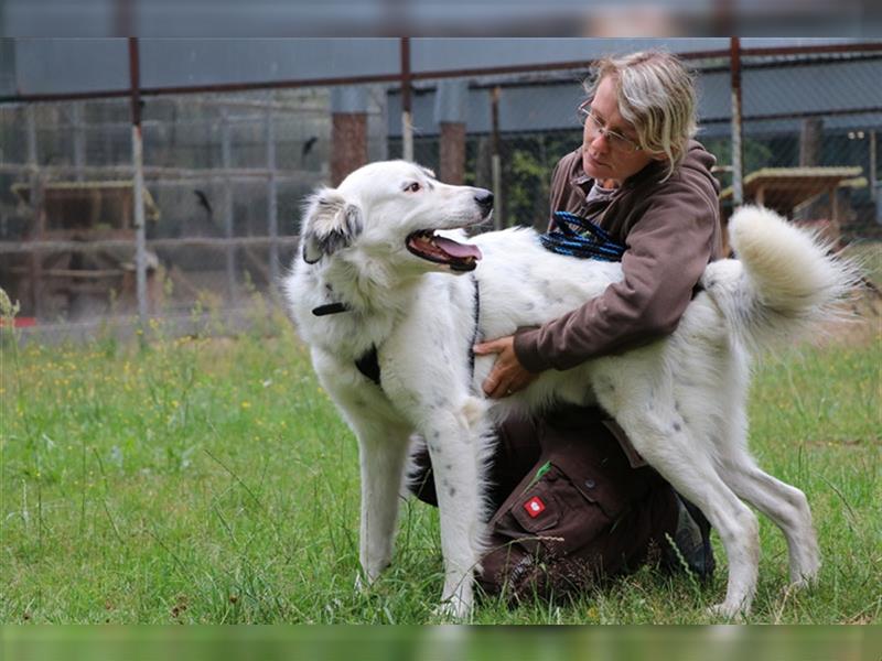 Odin, Griechischer Schäferhund-Mix, geb. 2020, sportlicher Hund sucht aktive Menschen