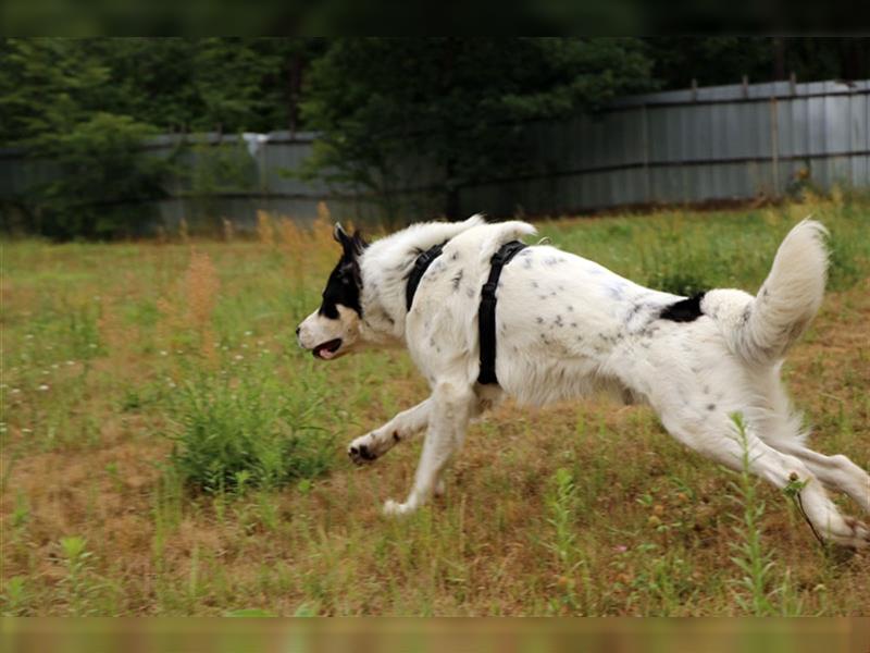 Odin, Griechischer Schäferhund-Mix, geb. 2020, sportlicher Hund sucht aktive Menschen