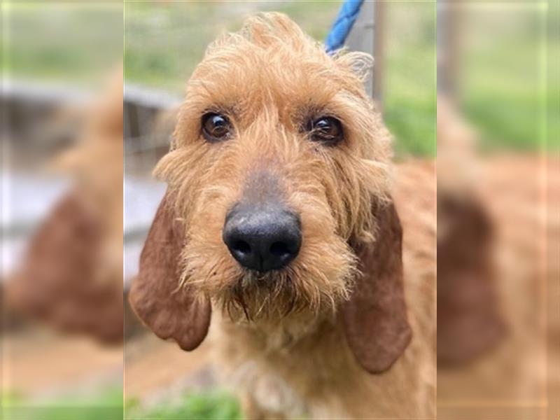 Toller Cooper-junger, freundlicher Griffon-Mix sucht sein Zuhause