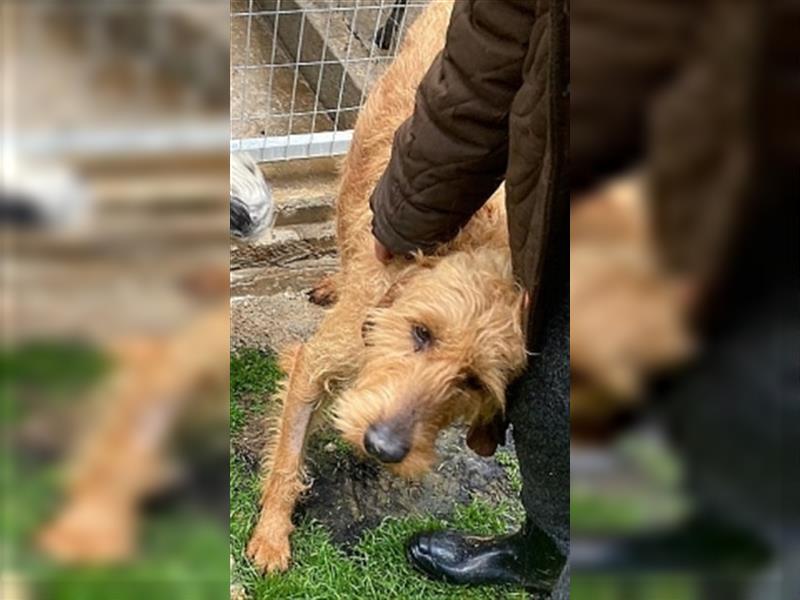 Toller Cooper-junger, freundlicher Griffon-Mix sucht sein Zuhause