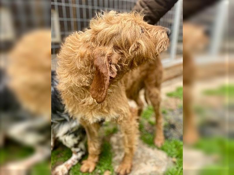 Toller Cooper-junger, freundlicher Griffon-Mix sucht sein Zuhause