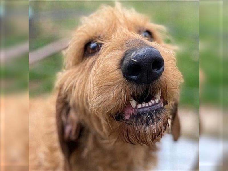 Toller Cooper-junger, freundlicher Griffon-Mix sucht sein Zuhause