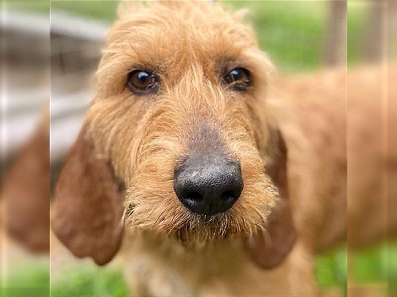 Toller Cooper-junger, freundlicher Griffon-Mix sucht sein Zuhause